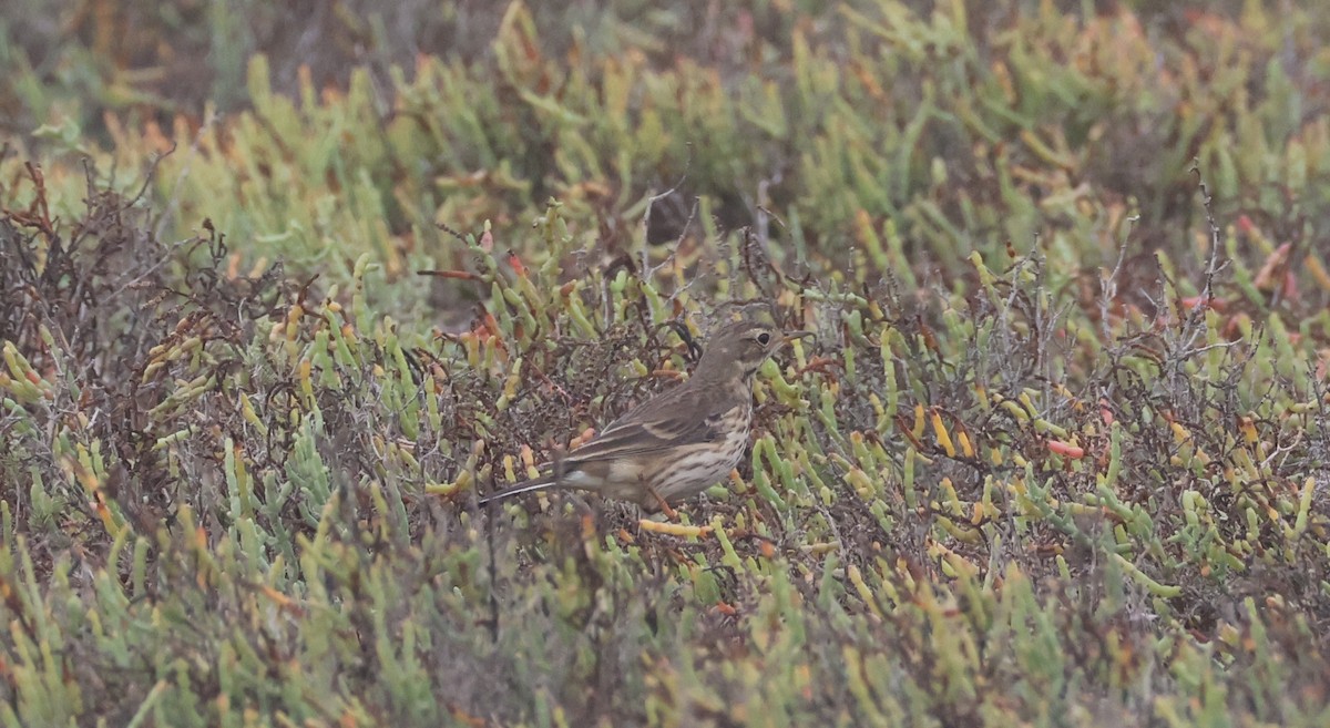 Bisbita Norteamericano - ML646621343