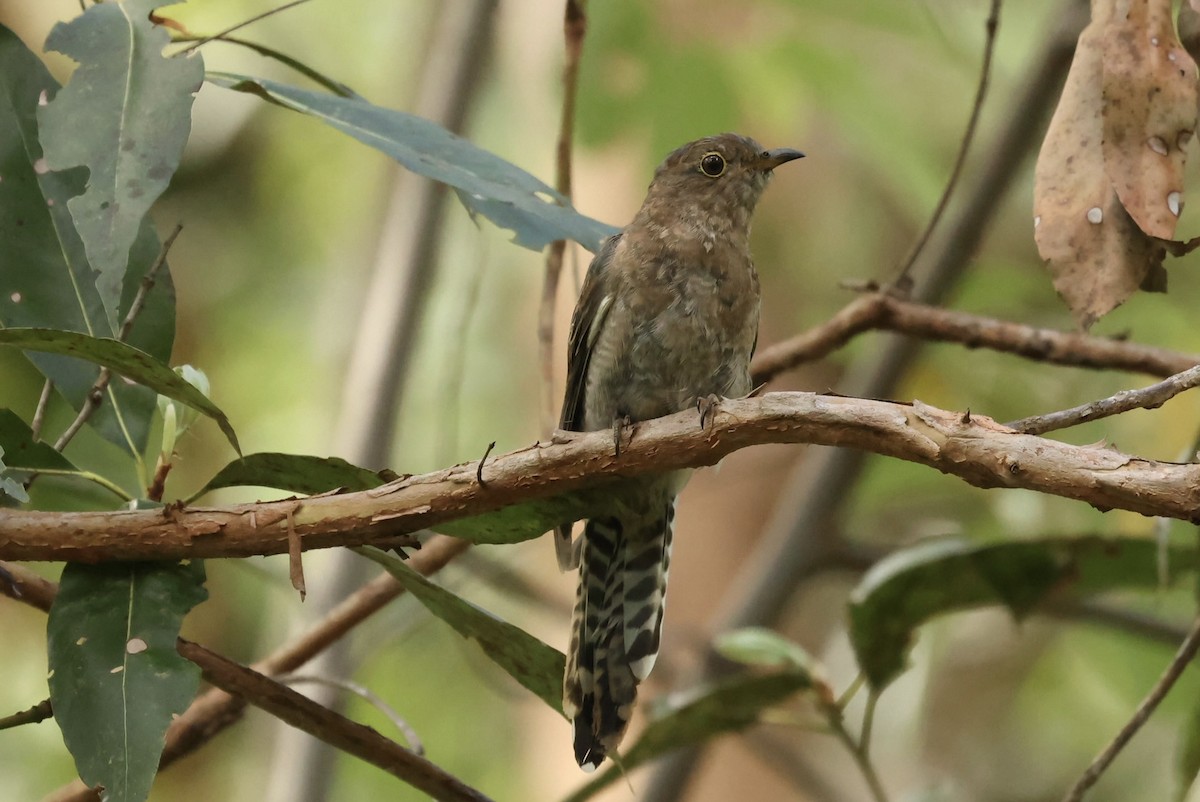 Cuco Flabeliforme - ML646621344