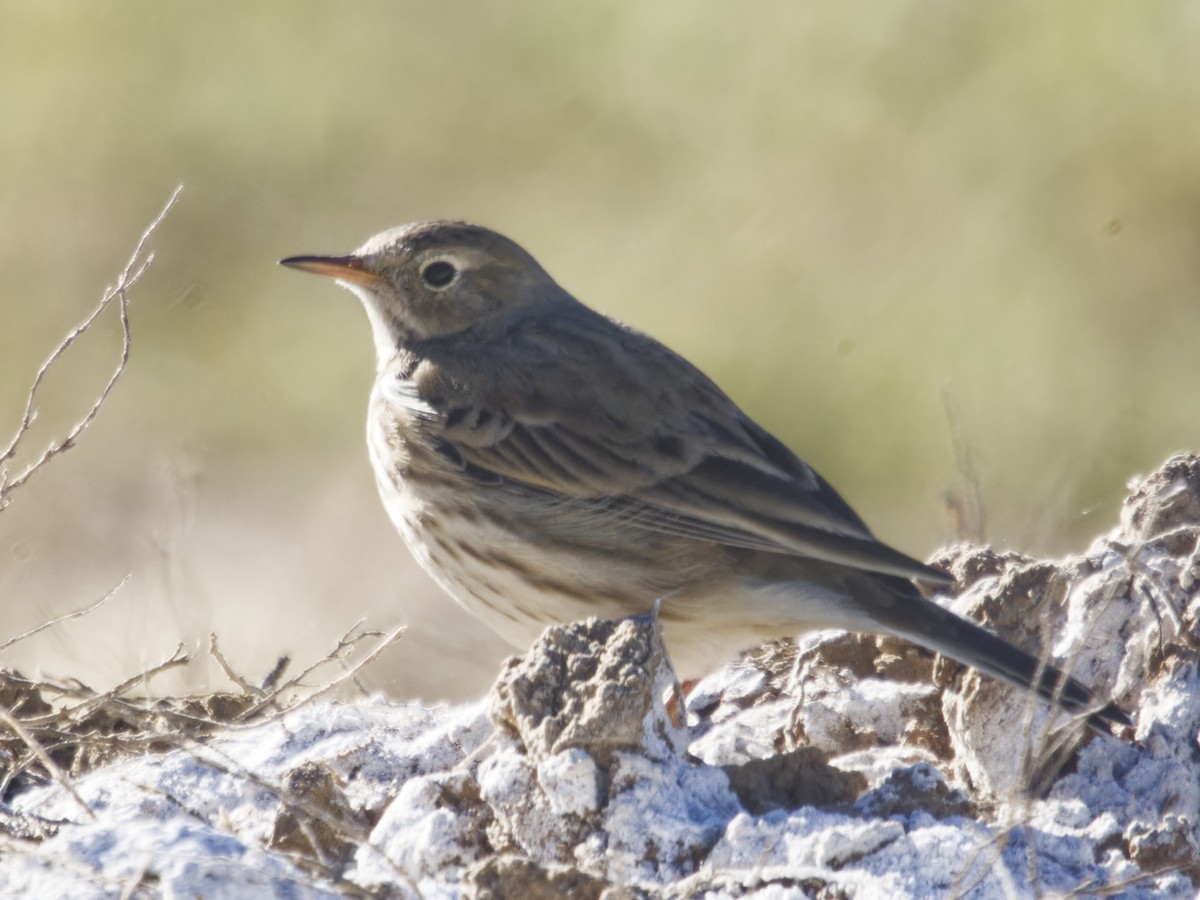 Bisbita Norteamericano - ML646621345