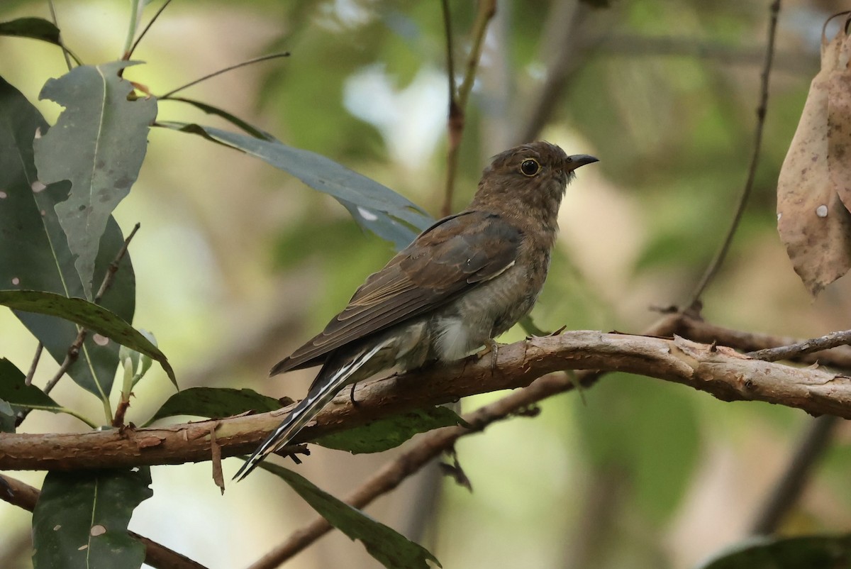 Cuco Flabeliforme - ML646621346