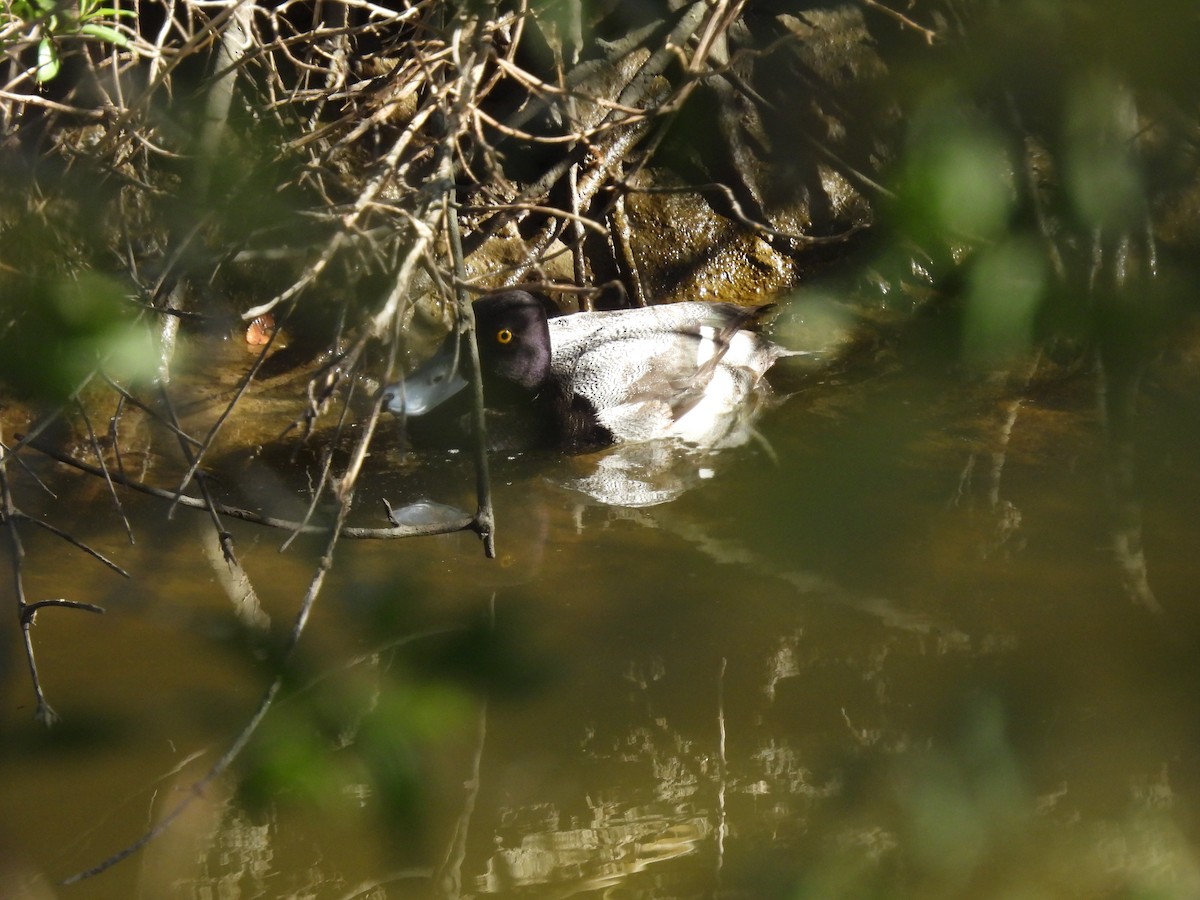 Lesser Scaup - ML646621347