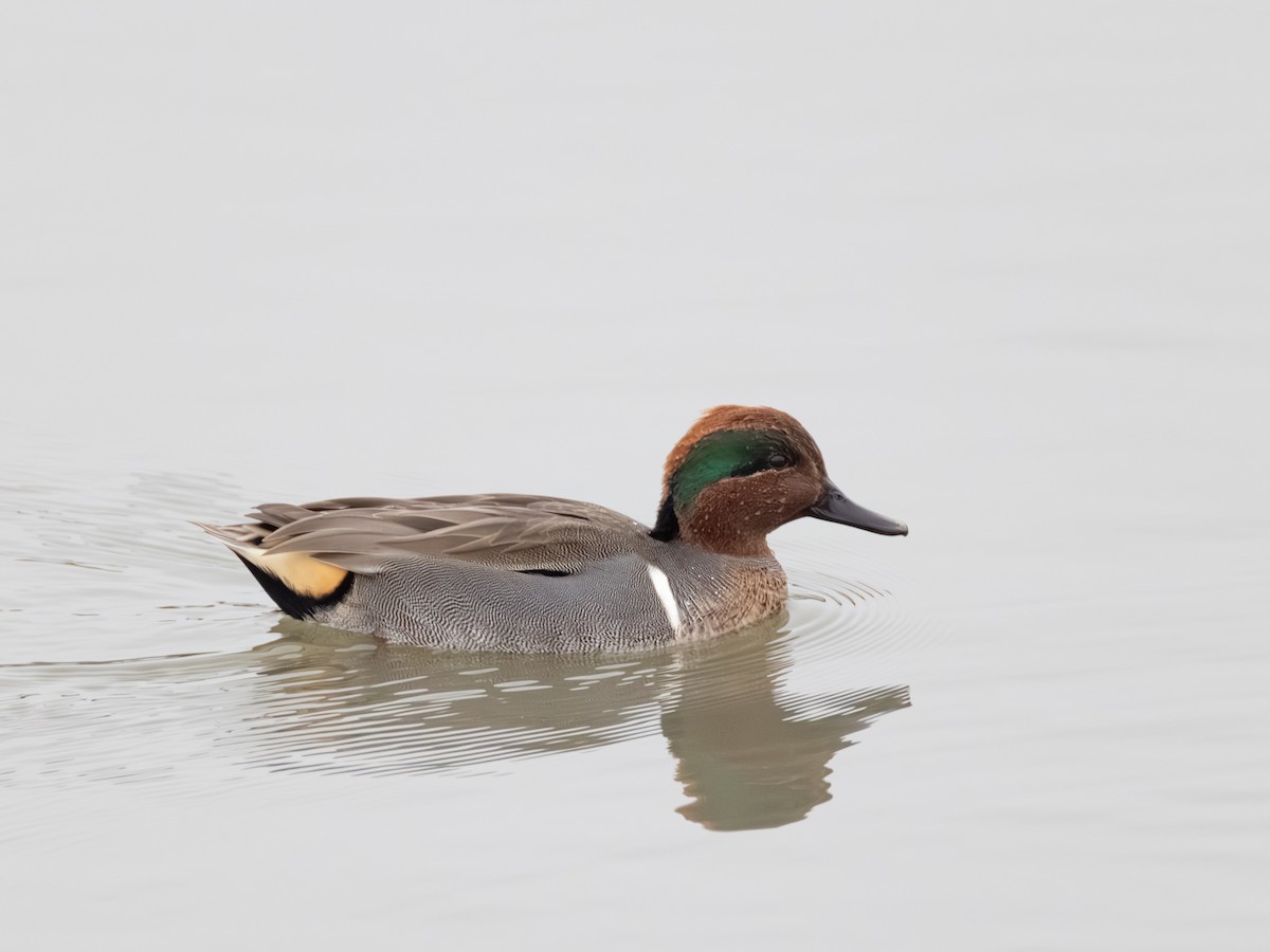 Cerceta Común - ML646621348