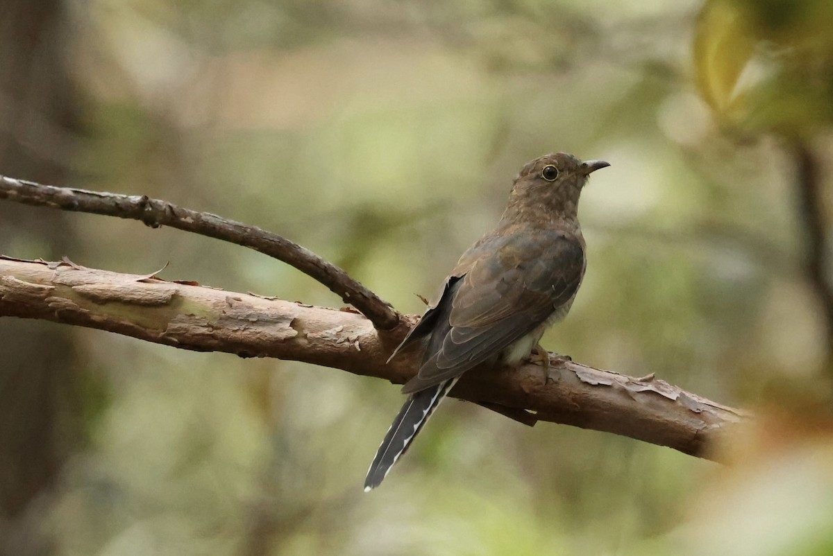 Cuco Flabeliforme - ML646621351