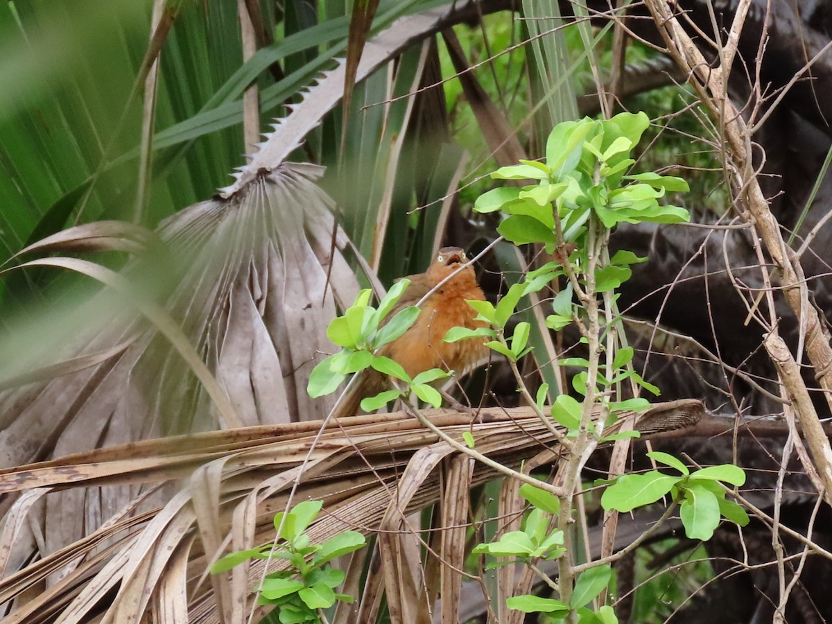 Turdoide Herrumbroso - ML646621353