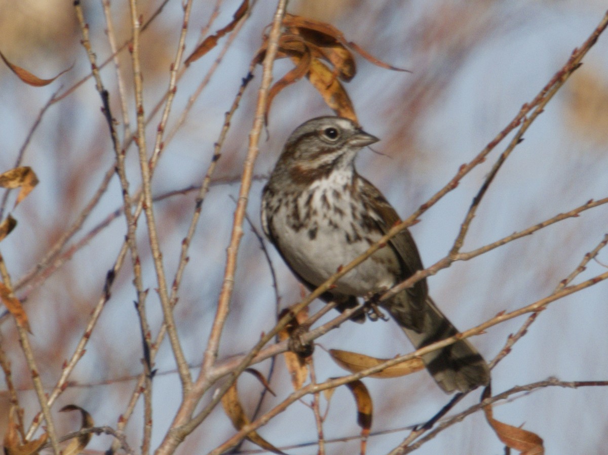 Chingolo Cantor - ML646621354