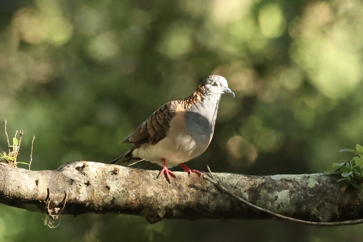 Tortolita Humeral - ML646621355