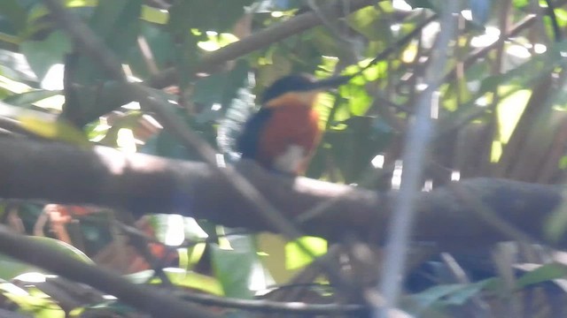 Рибалочка карликовий - ML646621356