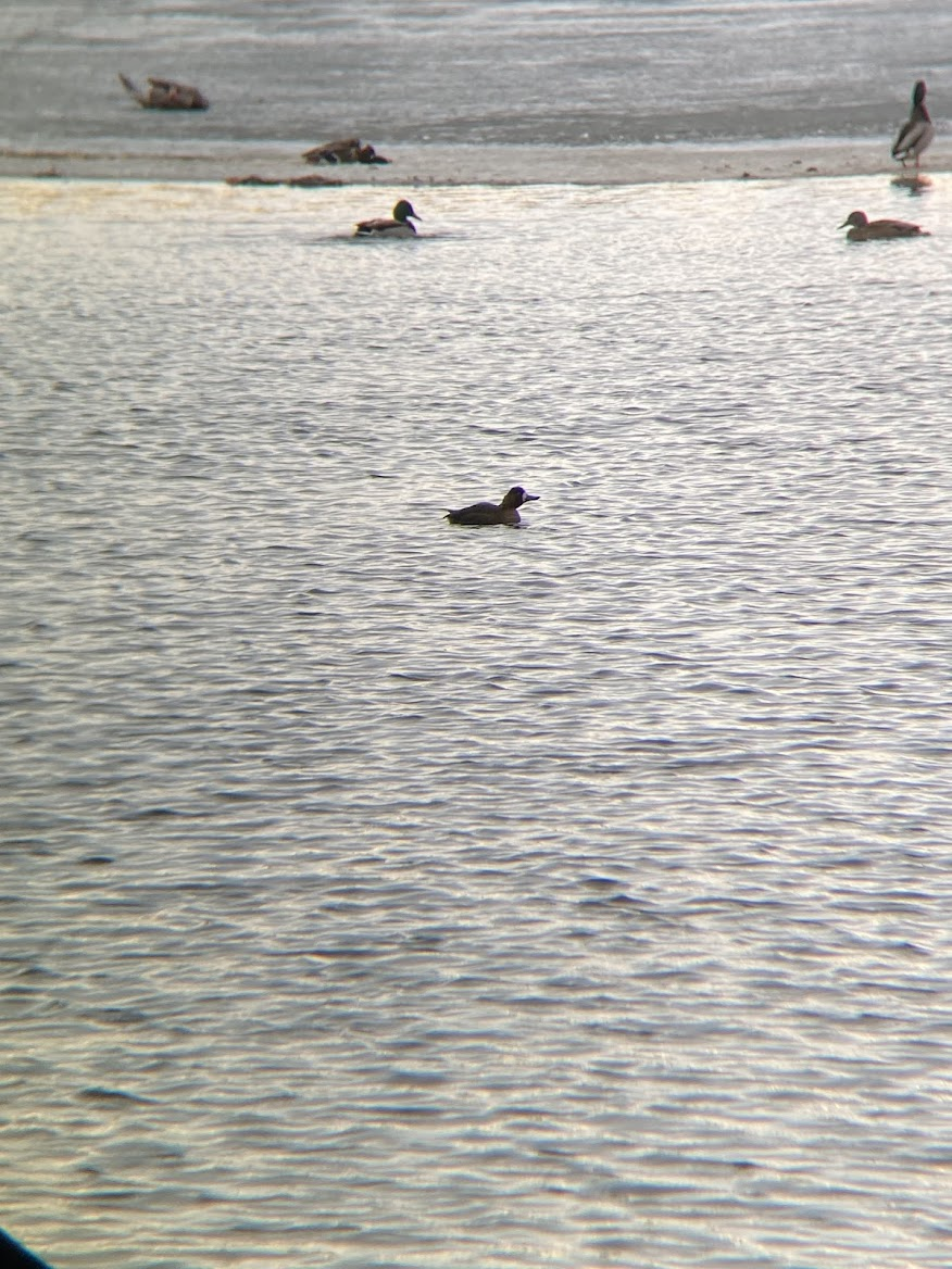 小斑背潛鴨 - ML646621357