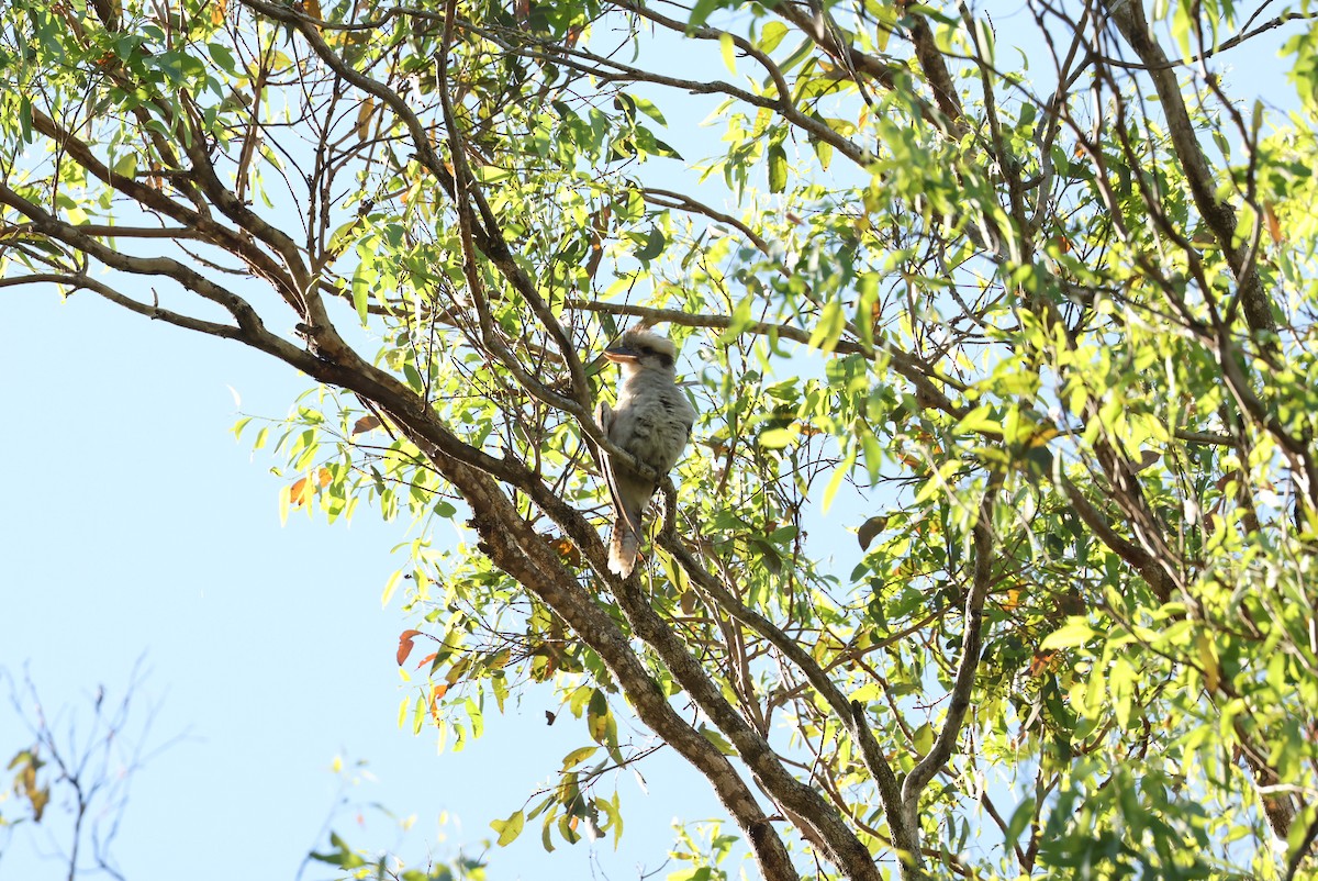 Cucaburra Común - ML646621359