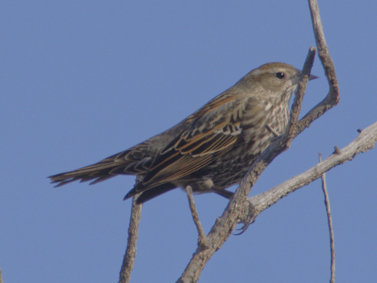 Sargento Alirrojo - ML646621362