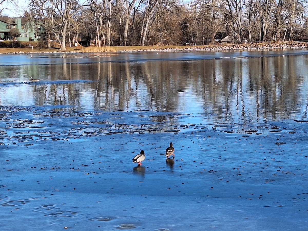 Mallard - ML646621364