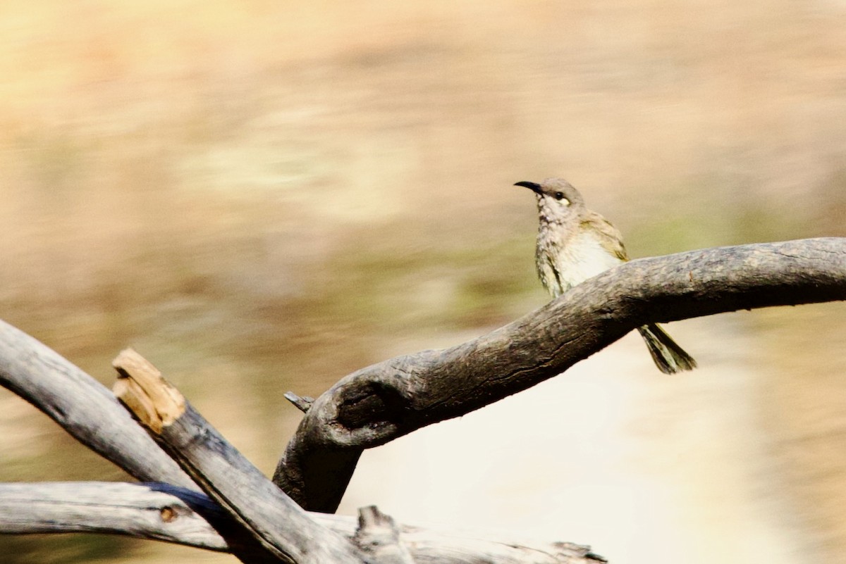 Brown Honeyeater - ML646621368