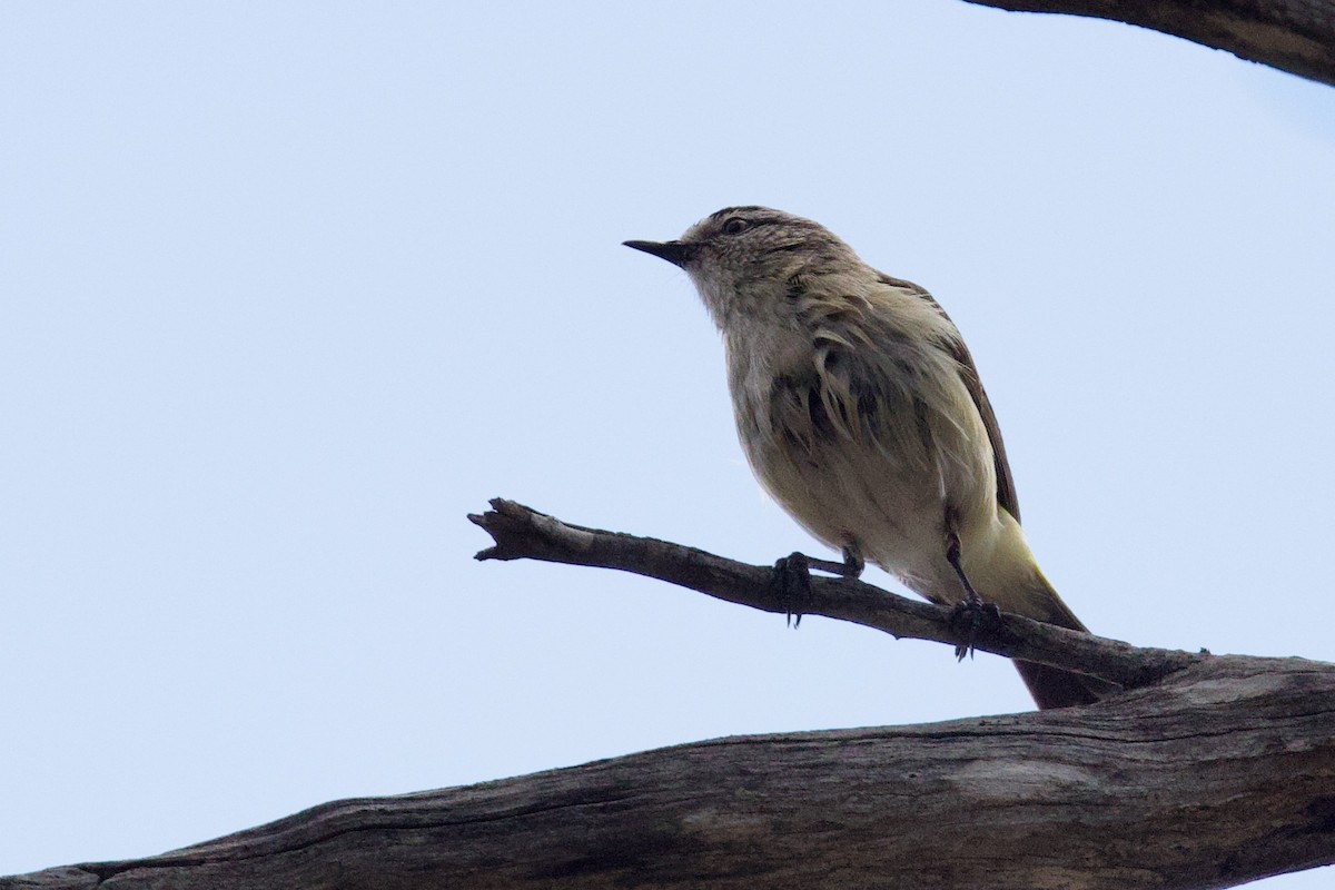 Yellow-rumped Thornbill - ML646621371