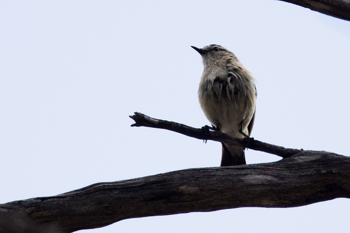 Yellow-rumped Thornbill - ML646621372