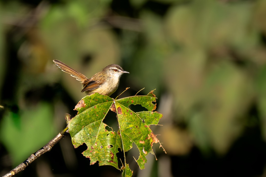 Rufescent Prinia - ML646621374