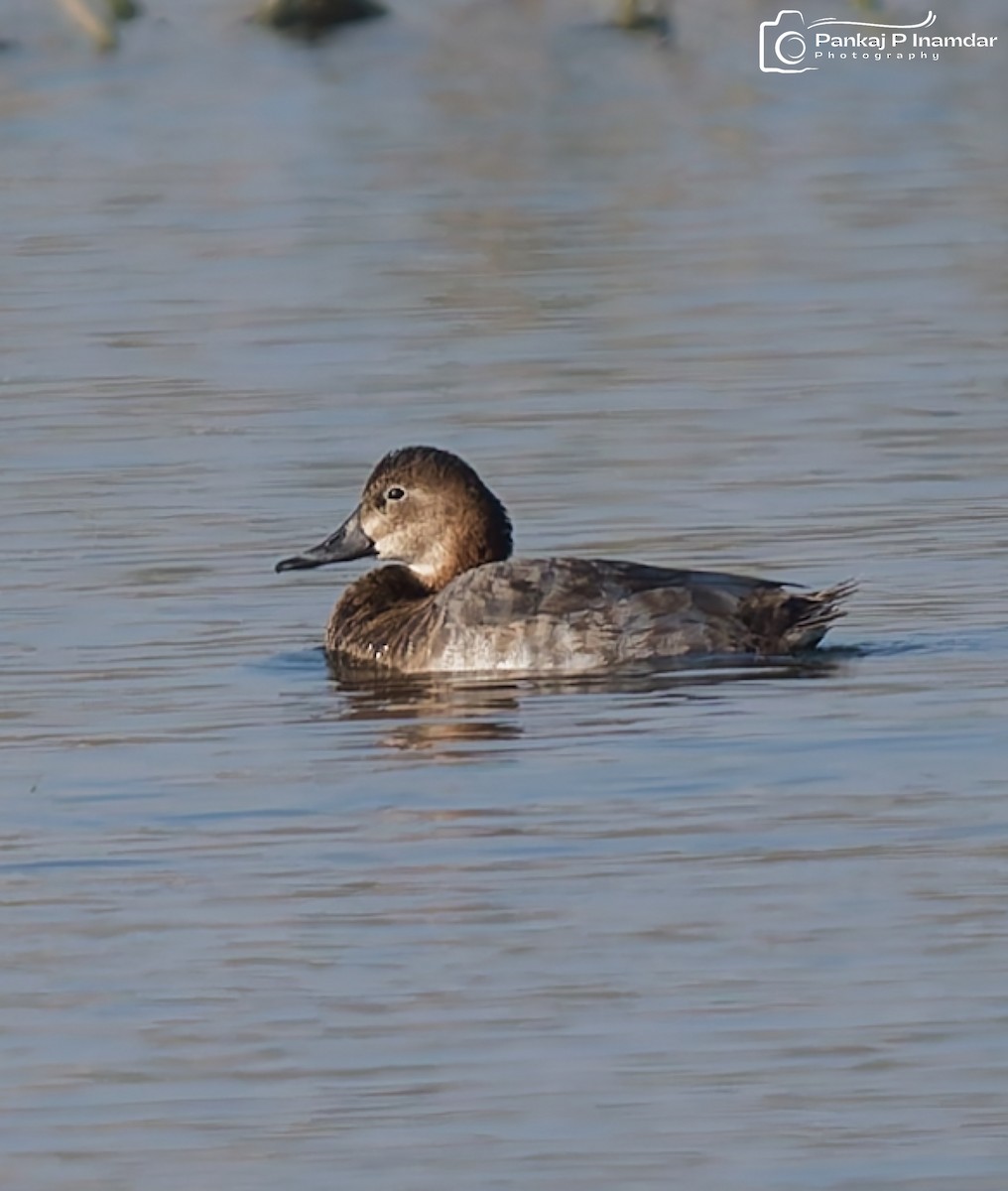 Common Pochard - ML646621375