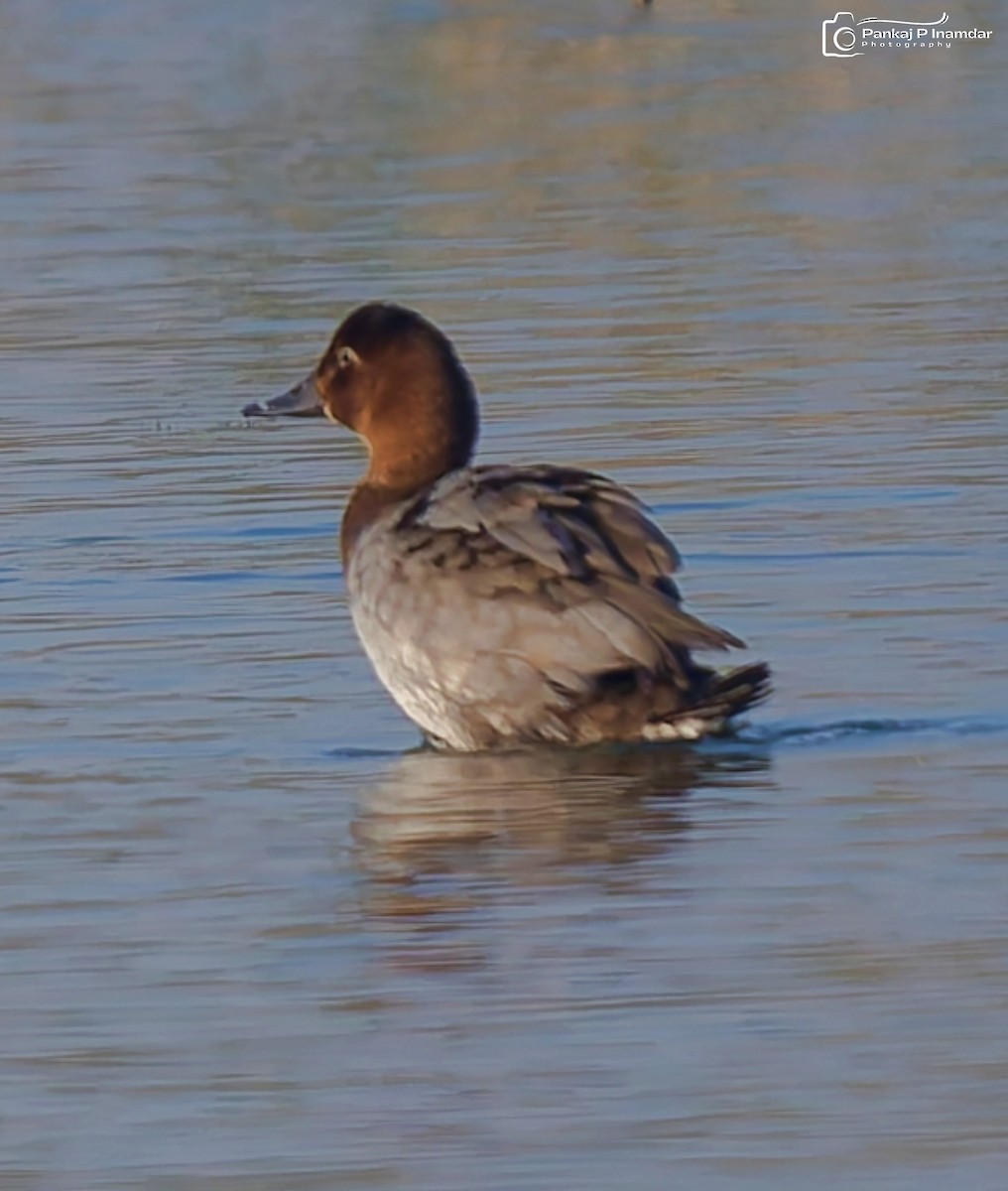 Common Pochard - ML646621376