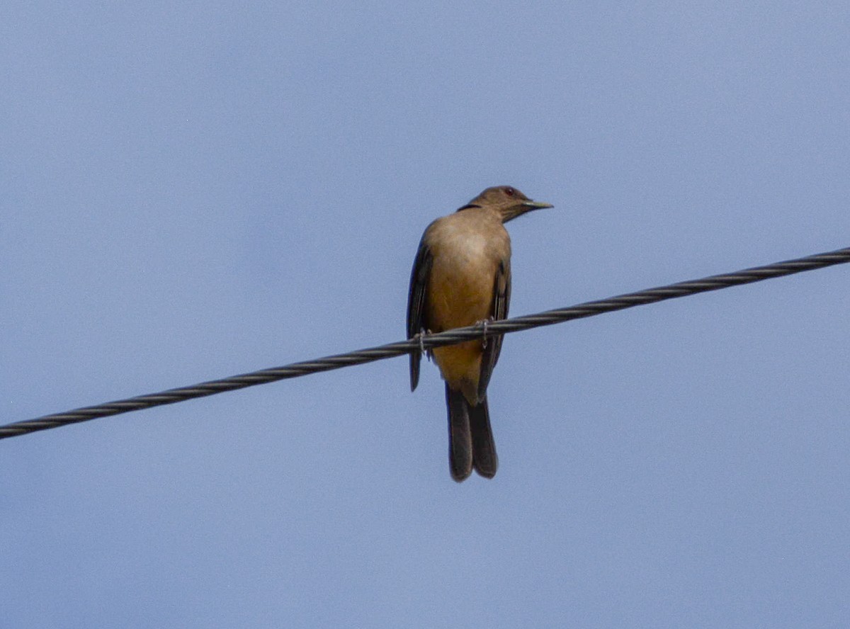 Clay-colored Thrush - ML646621378