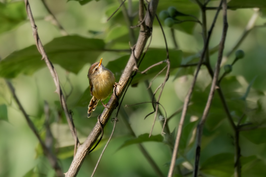 Rufescent Prinia - ML646621383