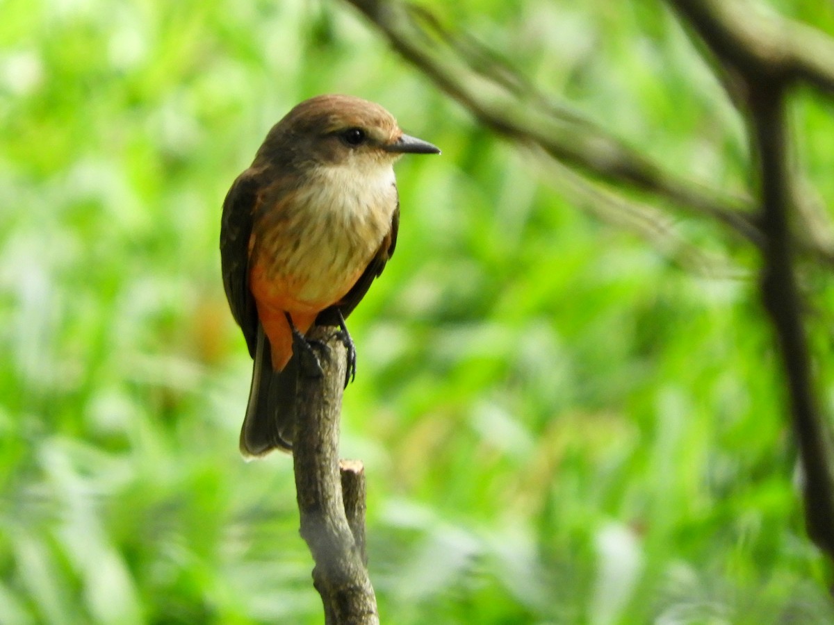 Vermilion Flycatcher - ML646621385