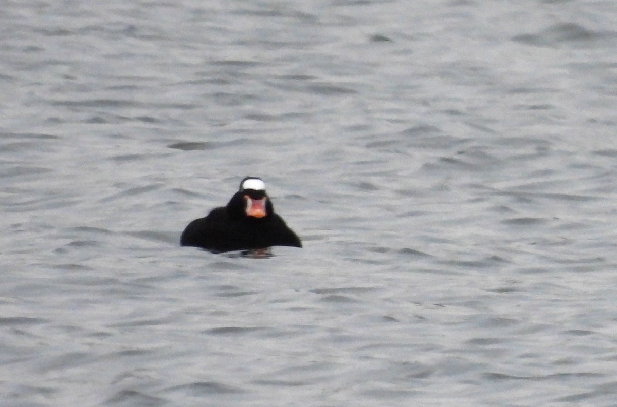 Surf Scoter - ML646621386