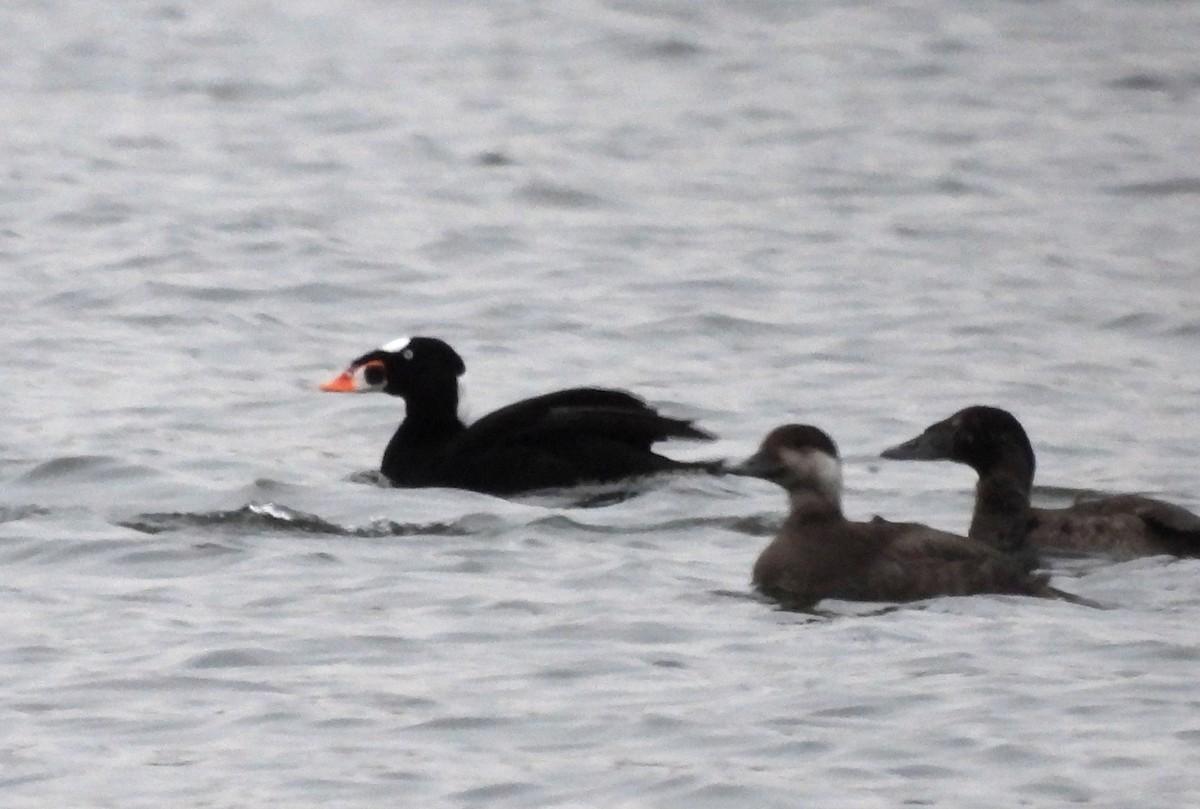Surf Scoter - ML646621387