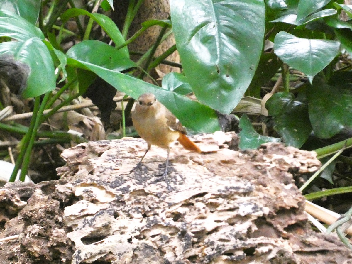 חכלילית סיבירית - ML646621396