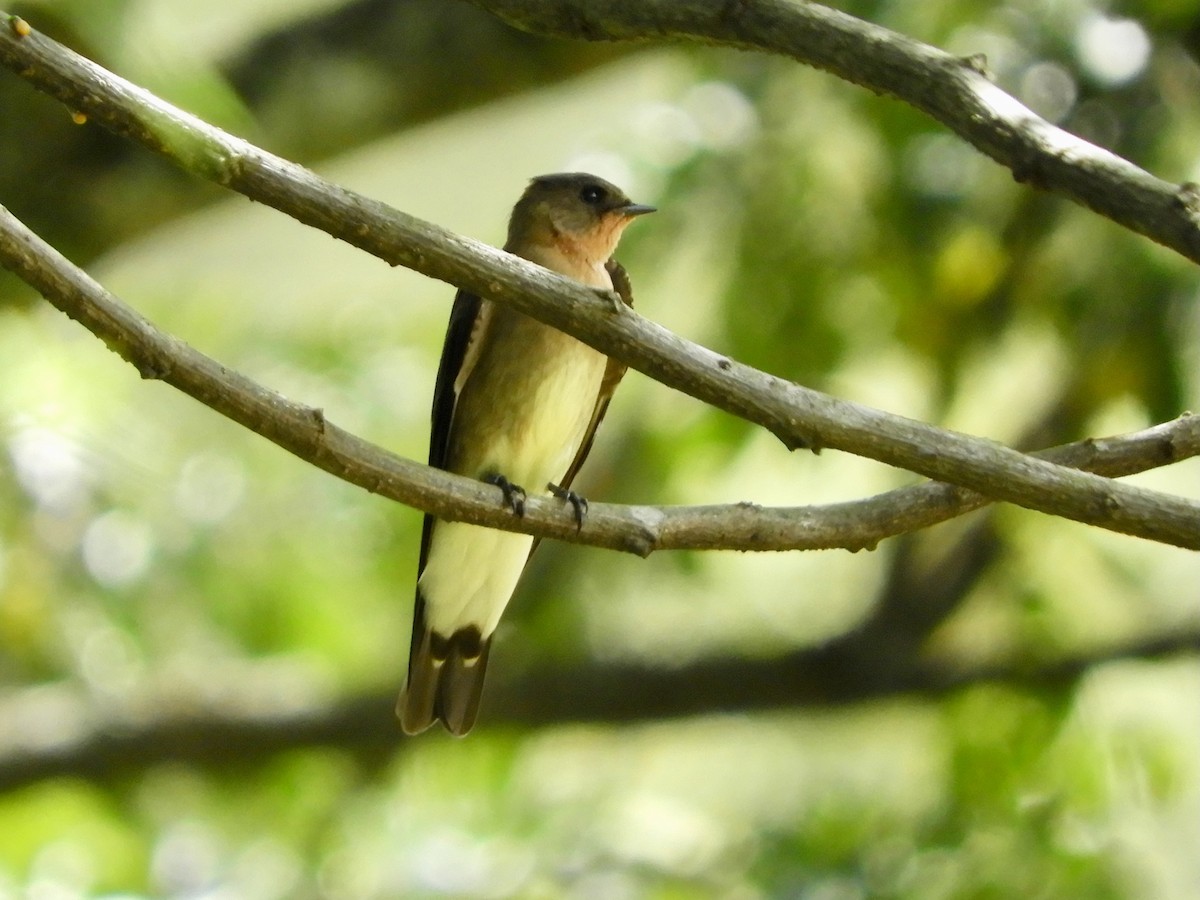 Southern Rough-winged Swallow - ML646621403