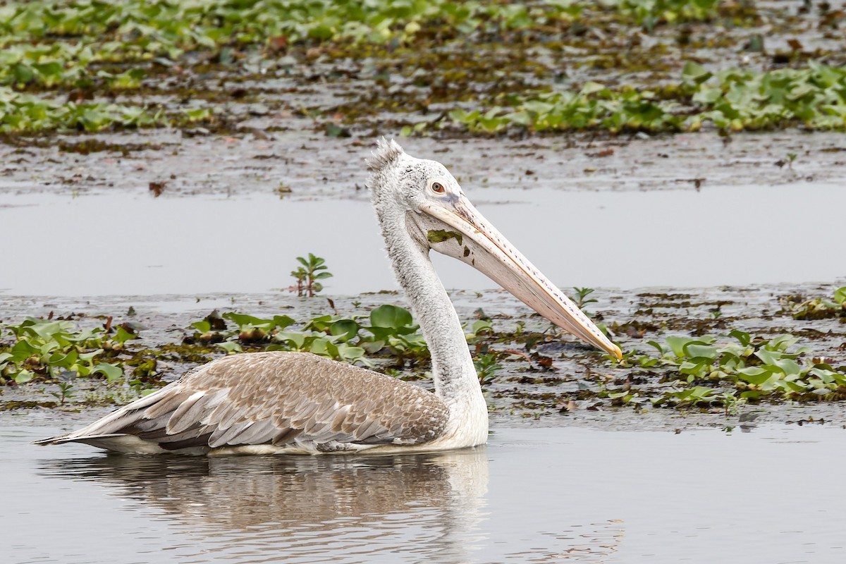 Hint Pelikanı - ML646621406