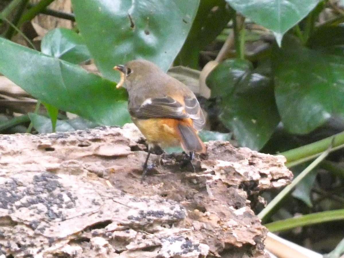 חכלילית סיבירית - ML646621408