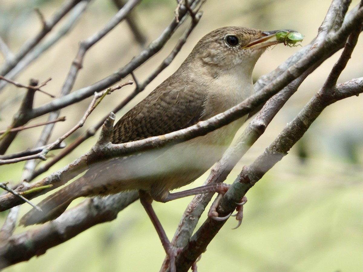 Southern House Wren - ML646621413