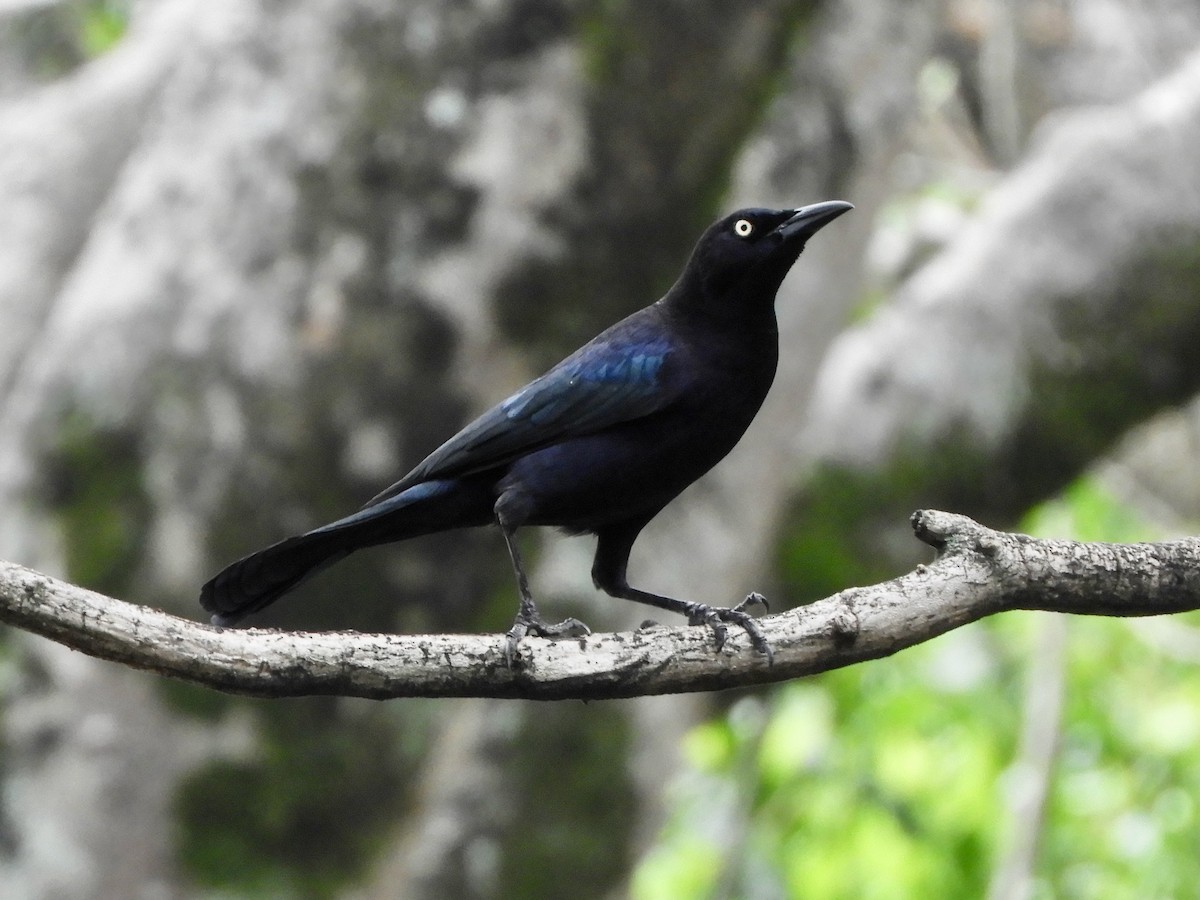 Carib Grackle - ML646621431