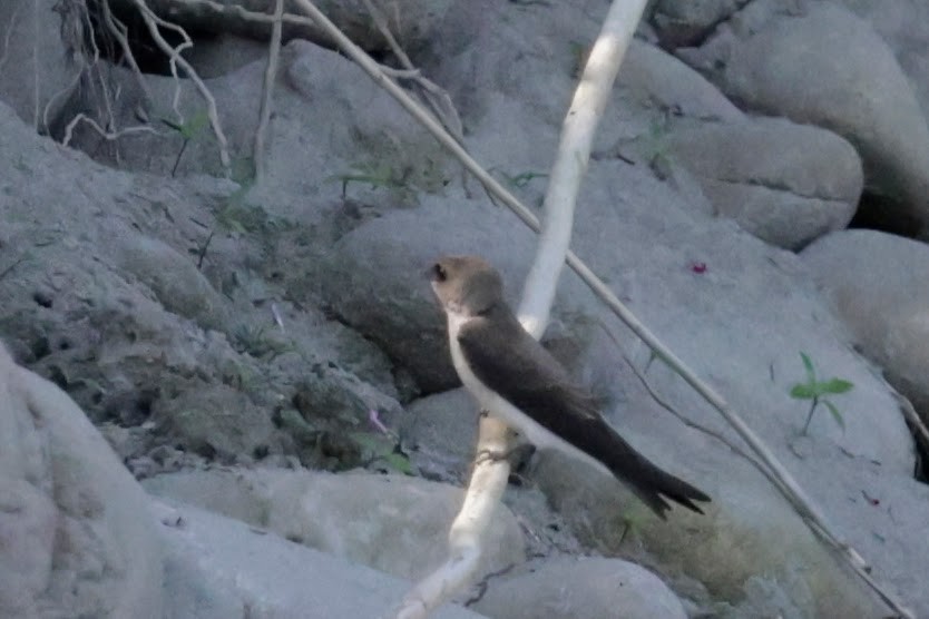 Gray-throated Martin - ML646621436