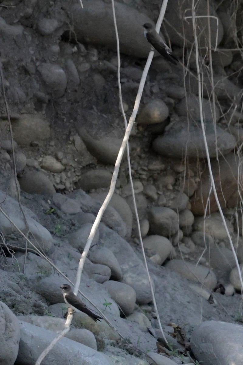 Gray-throated Martin - ML646621437