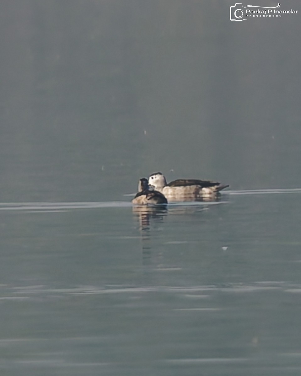 Cotton Pygmy-Goose - ML646621438