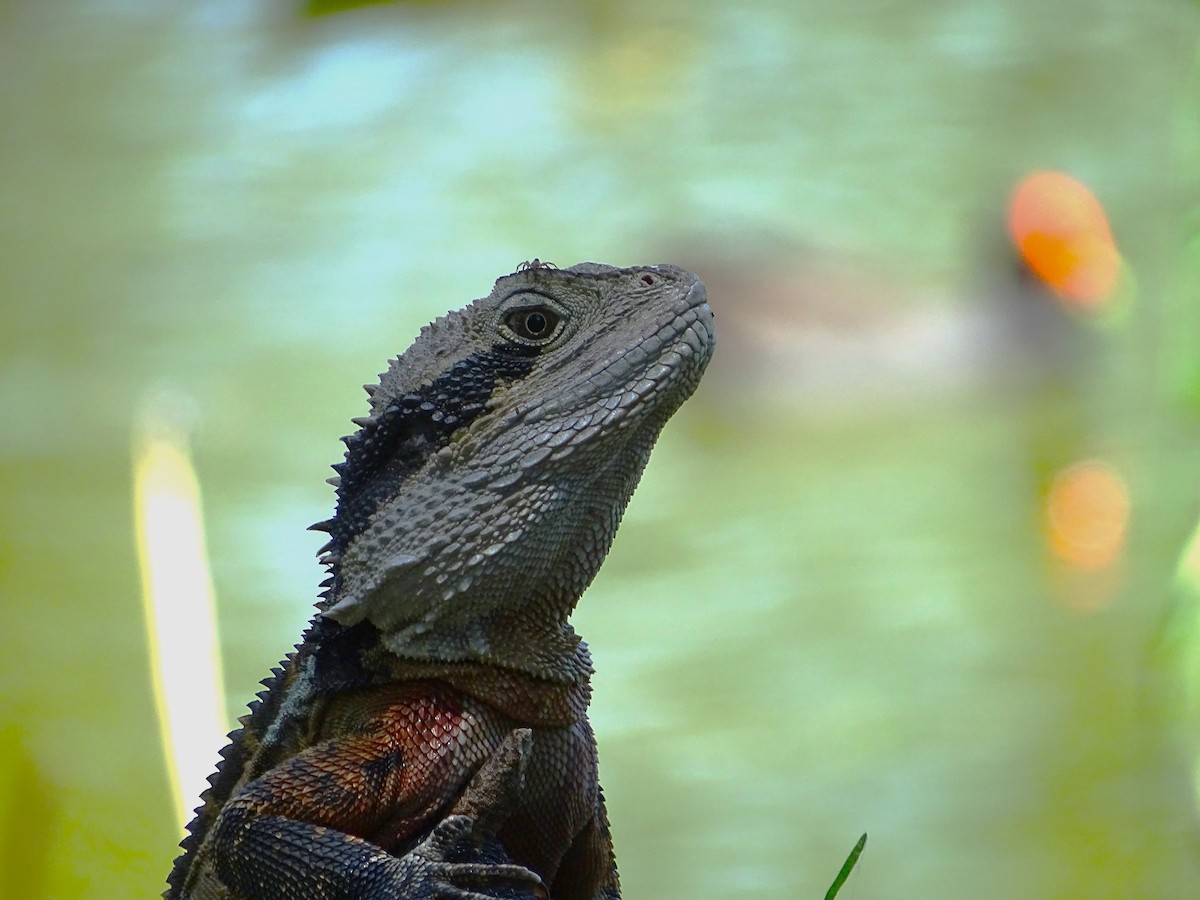 Eastern Water Dragon - ML646621443