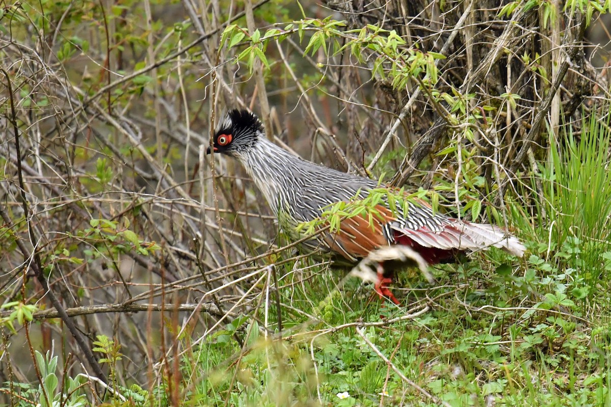 bažant krvavý - ML646621446