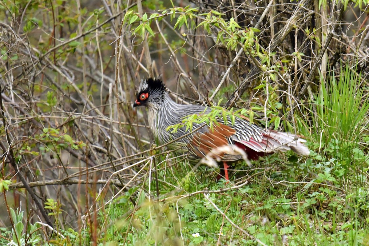 bažant krvavý - ML646621447