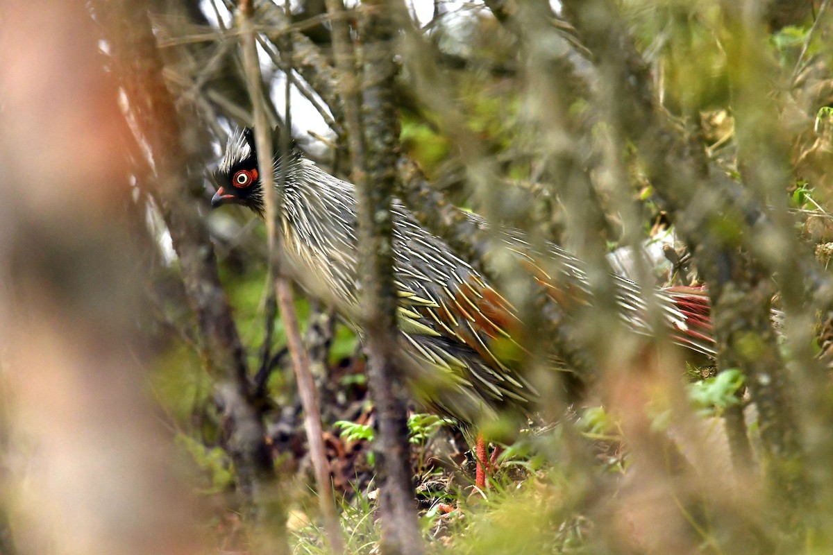 bažant krvavý - ML646621448