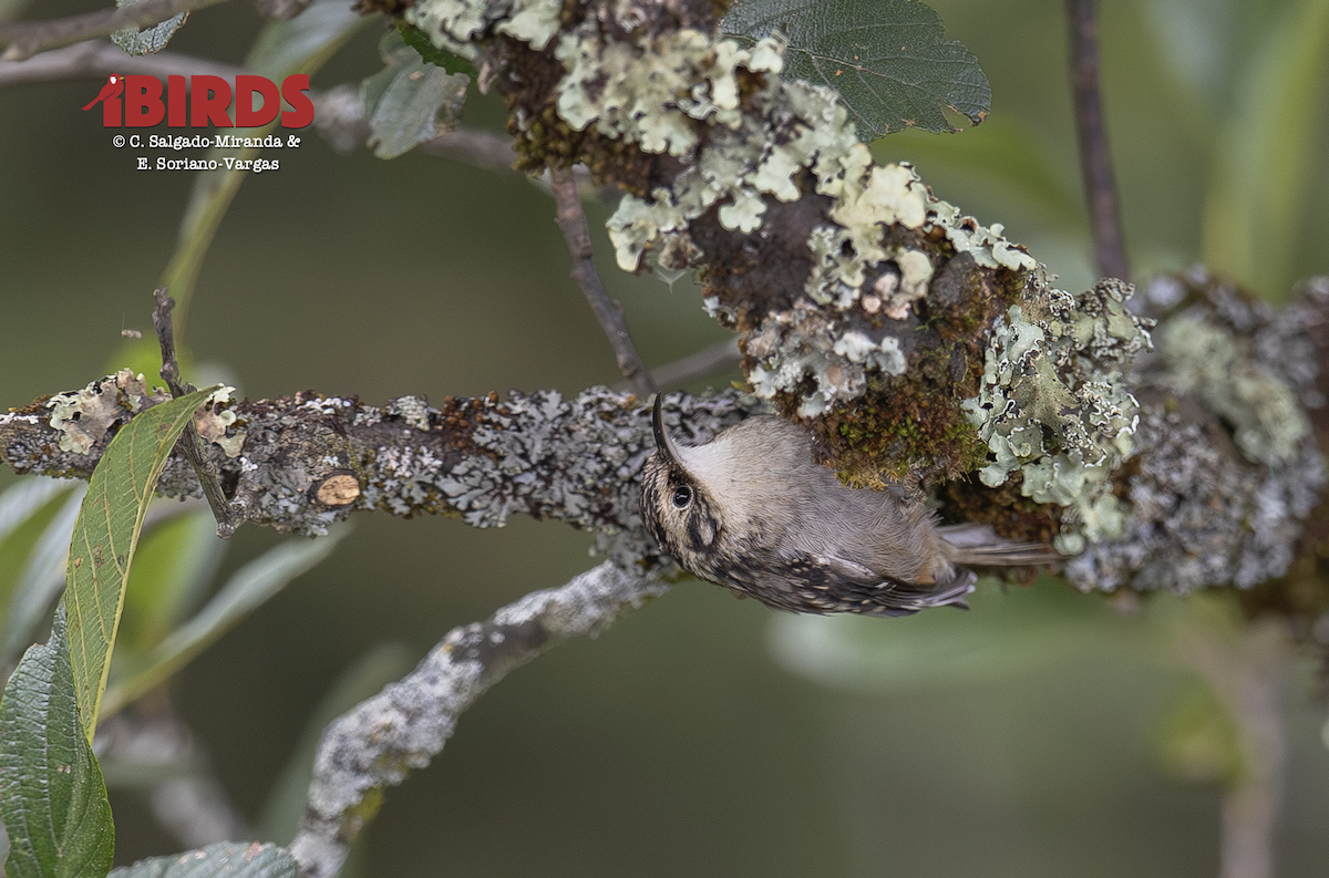 Brown Creeper - ML646621453