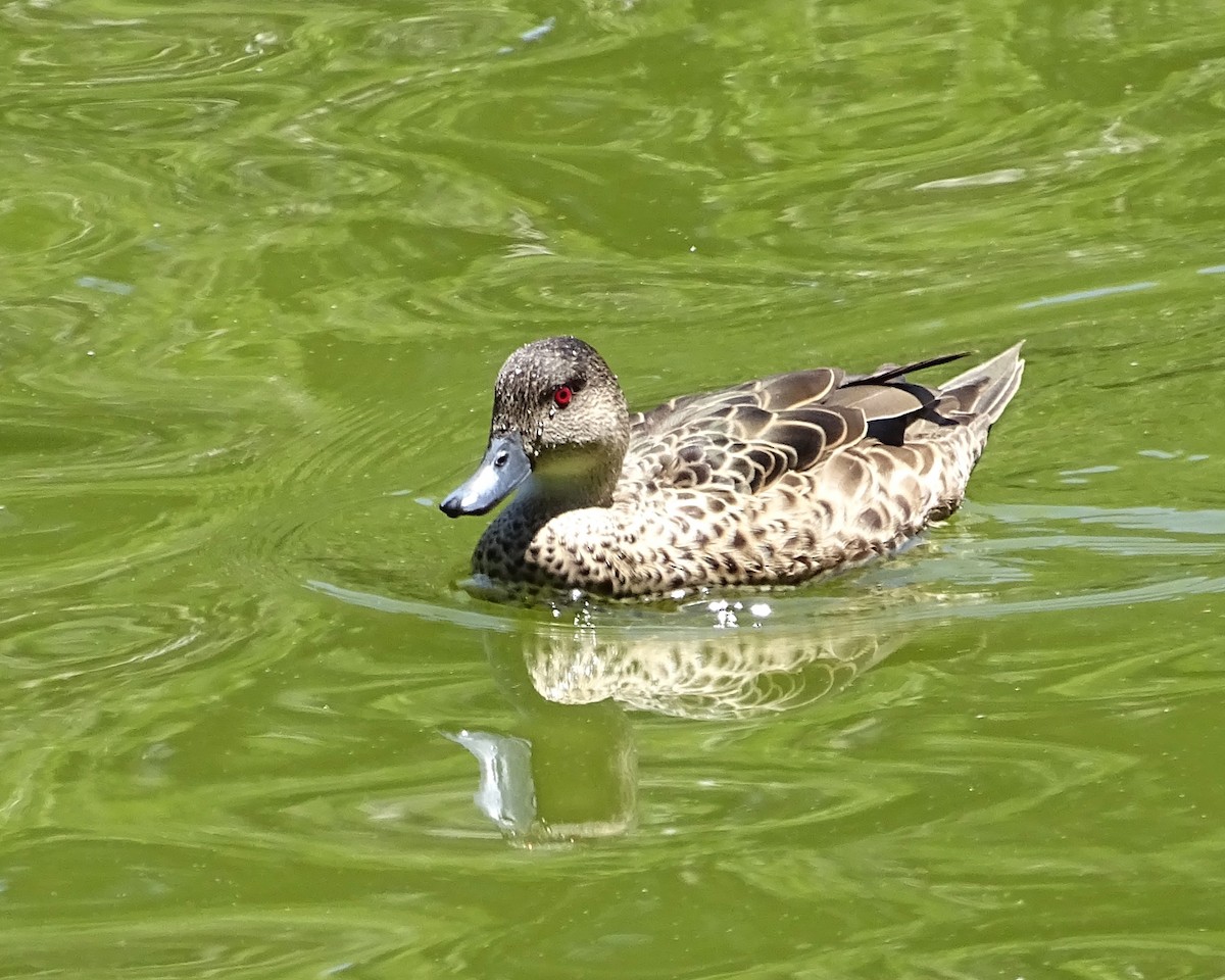 Gray Teal - ML646621458