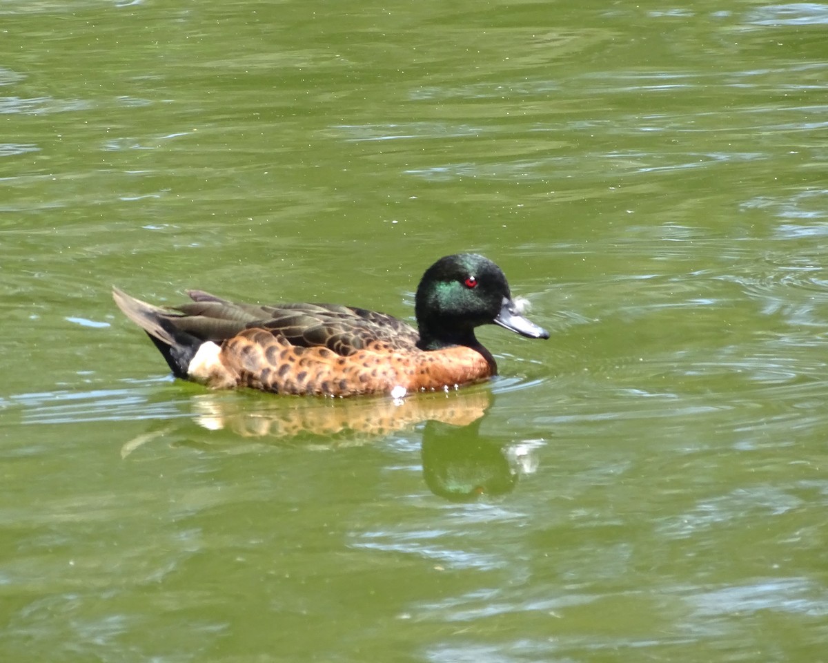 Chestnut Teal - ML646621466