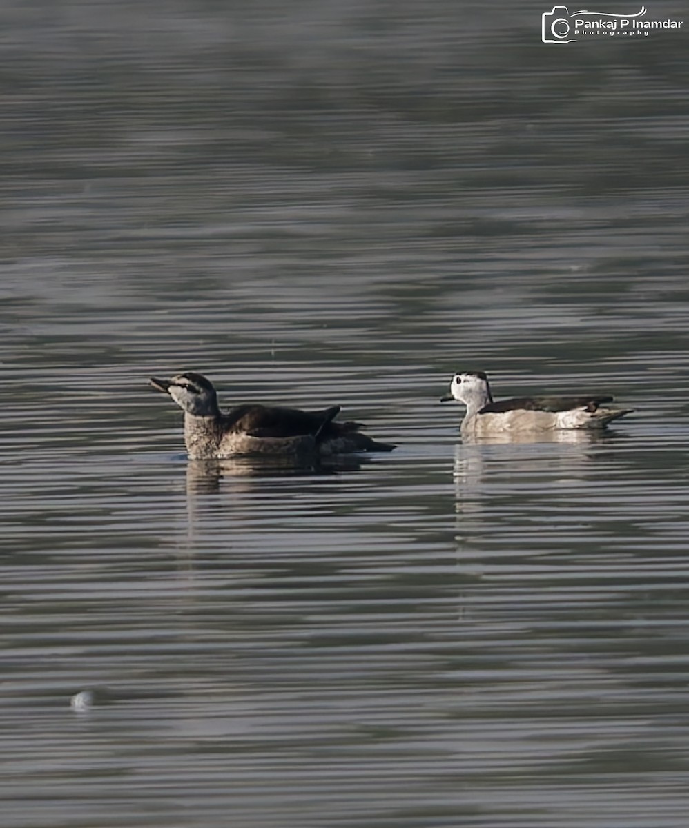 Cotton Pygmy-Goose - ML646621467