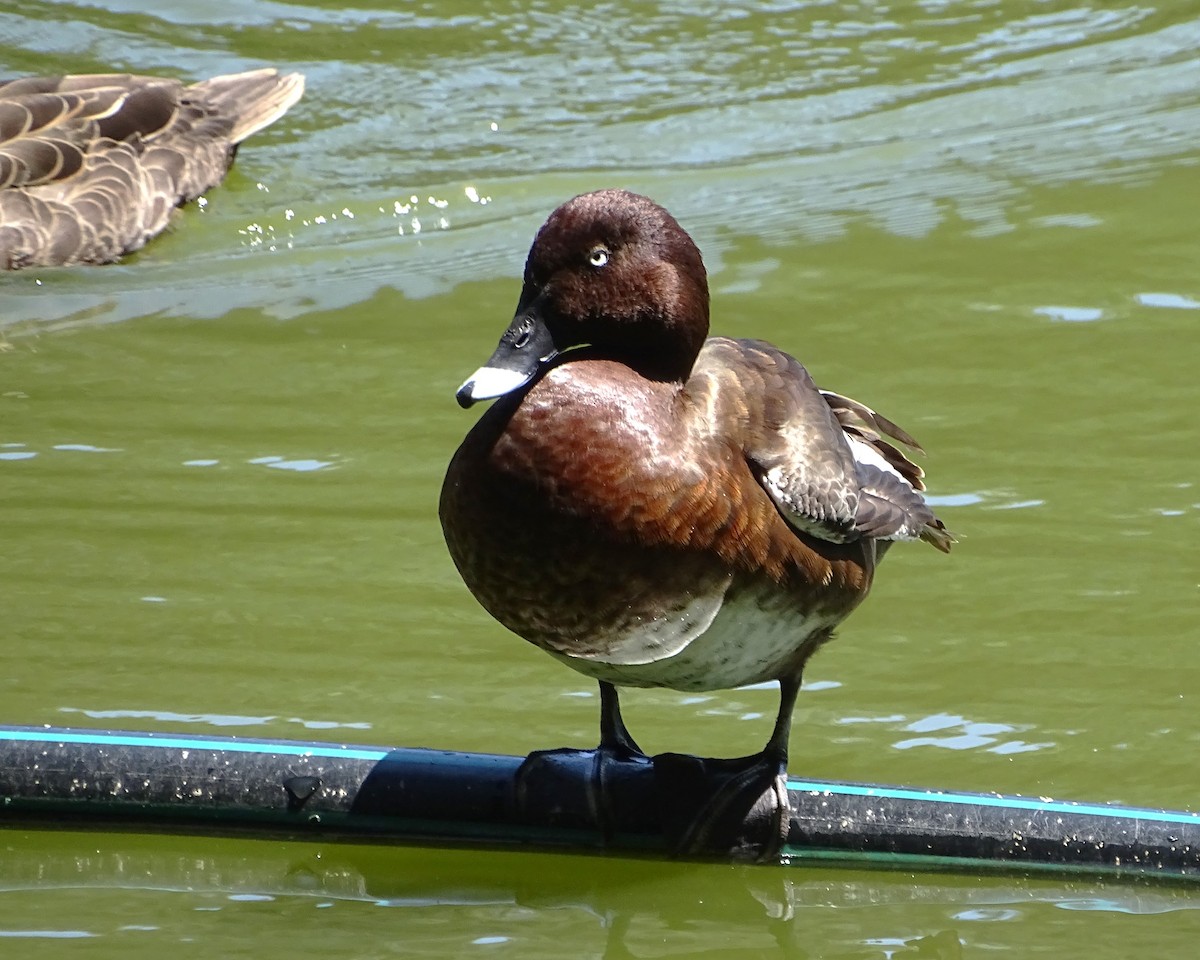 Hardhead - ML646621470