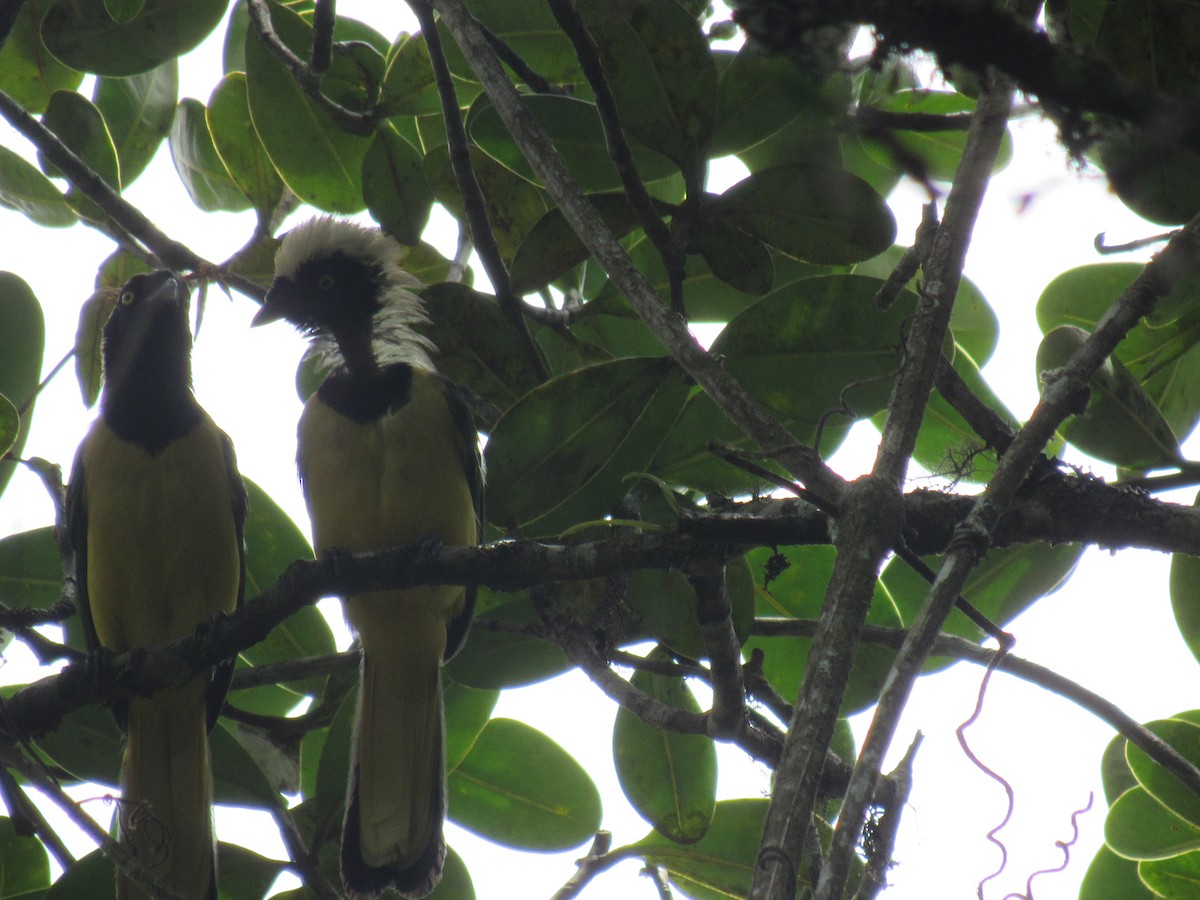 Geai vert - ML646621471