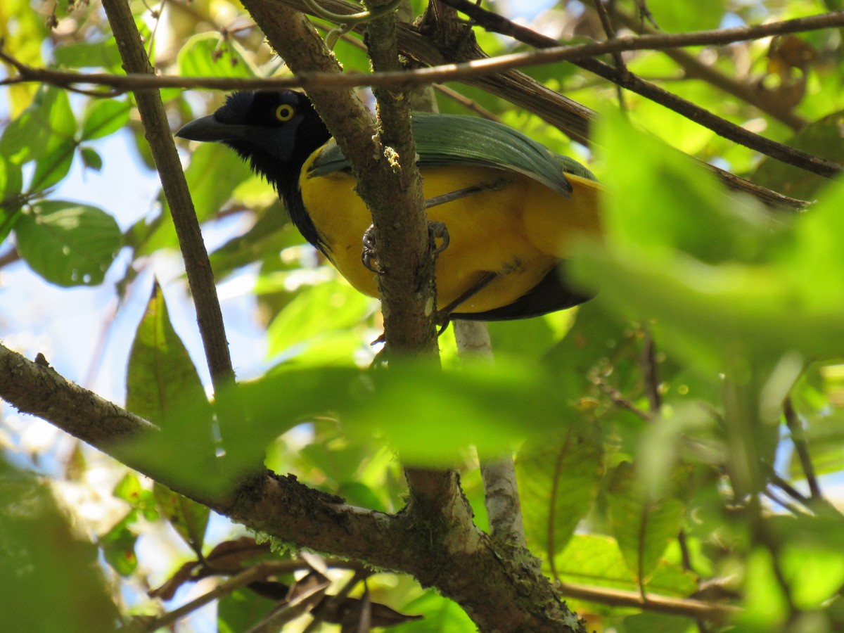 Geai vert - ML646621472