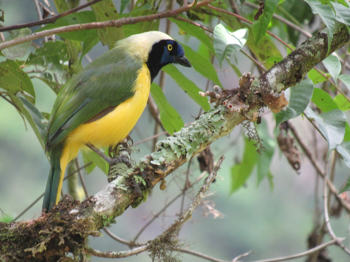 Geai vert - ML646621473