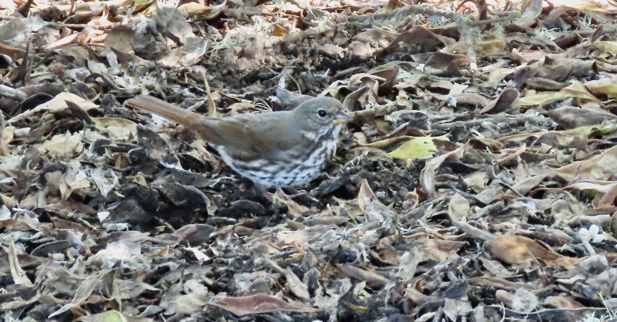 Fox Sparrow - ML646621474