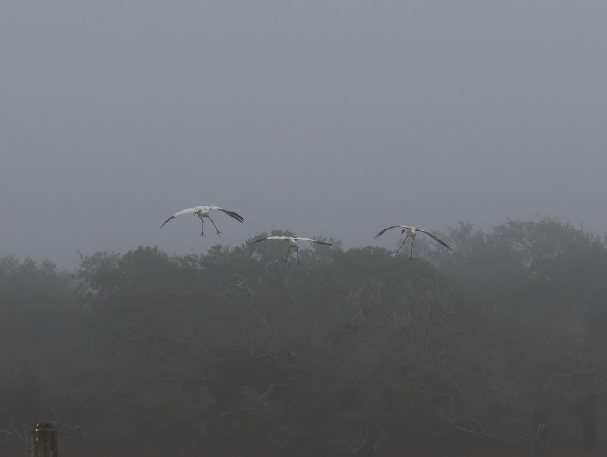 Whooping Crane - ML646621485