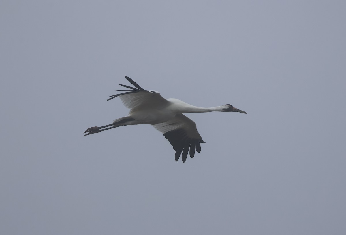 Whooping Crane - ML646621487